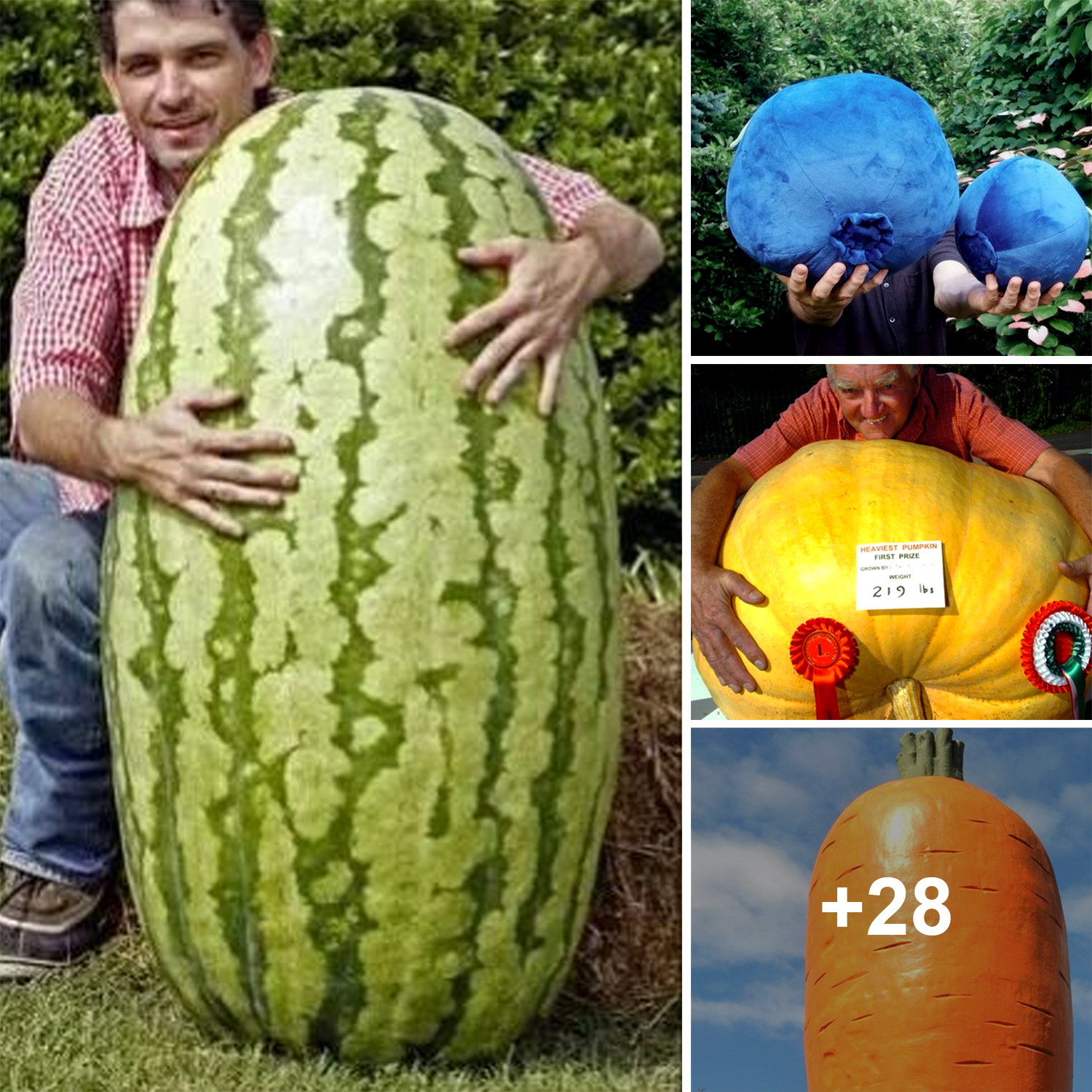 exploring-the-fascinating-world-of-giant-fruits