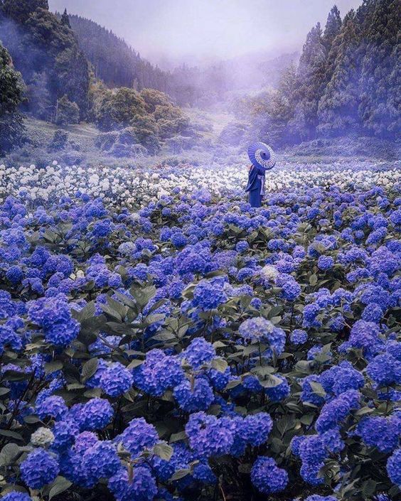 Whispers of the Blue Realm: Unraveling the Mysteries of Azure Blooms ...