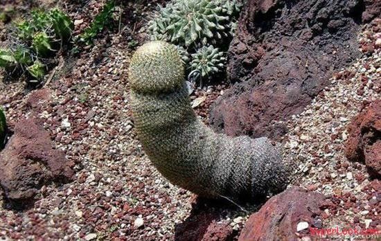 Discover the call from nature with unique shaped cacti - adaily24h.com