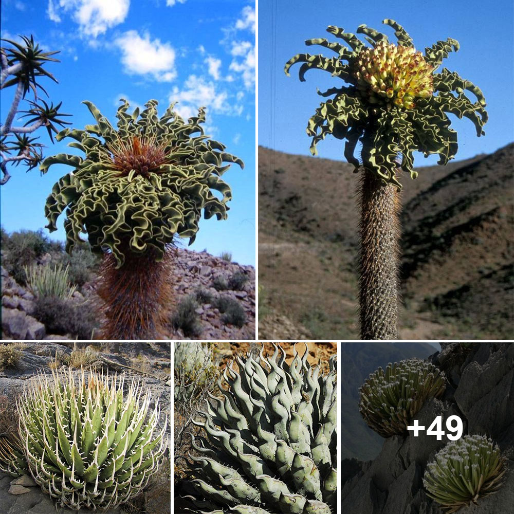 Whirling Beauty: Exploring the Enchanting Spiral Desert Blossoms ...