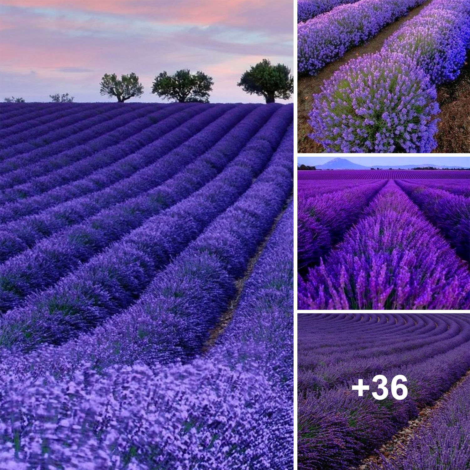 Enchanted Violet Haven: Exploring the Allure of the Lavender Garden - adaily24h.com