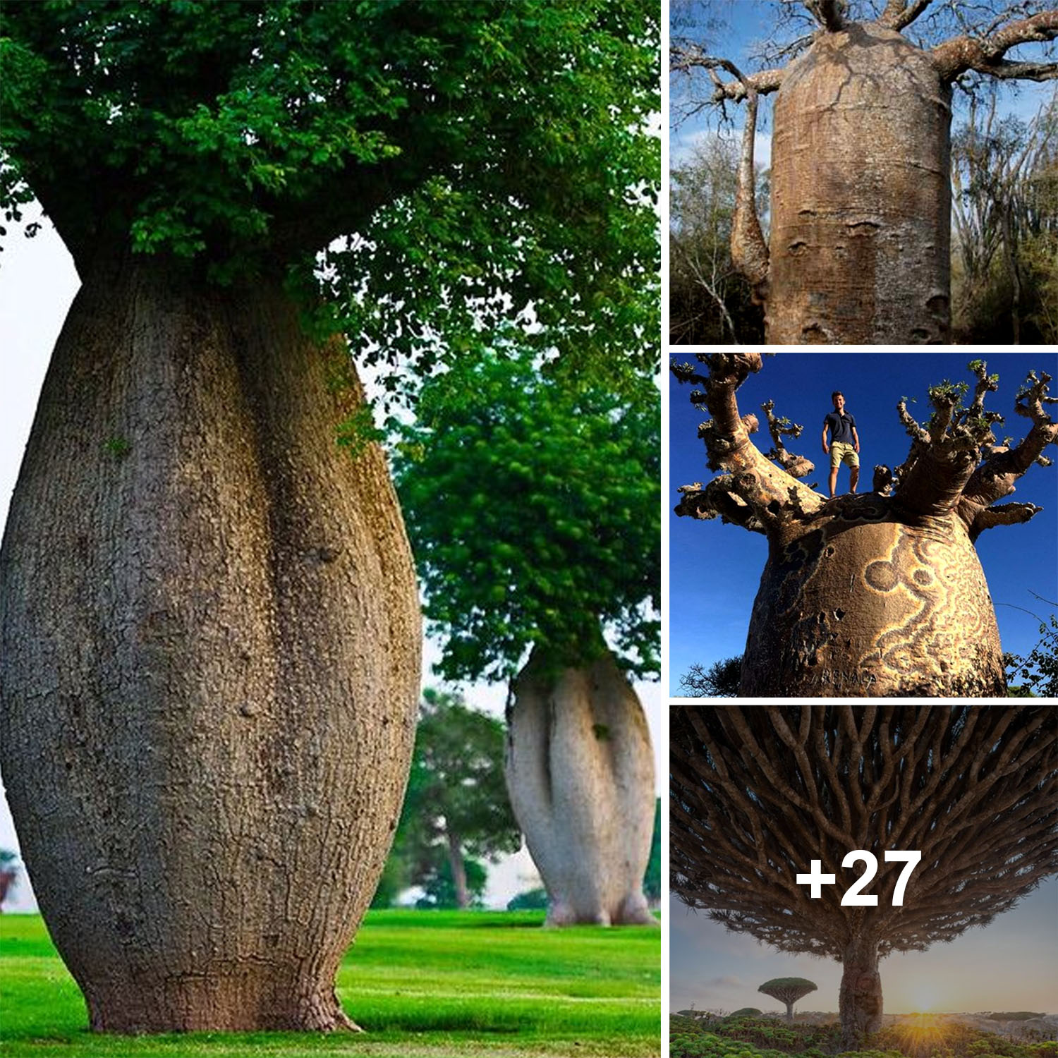 The Giant and Bizarre: Exploring the World’s Largest Tree Stumps 