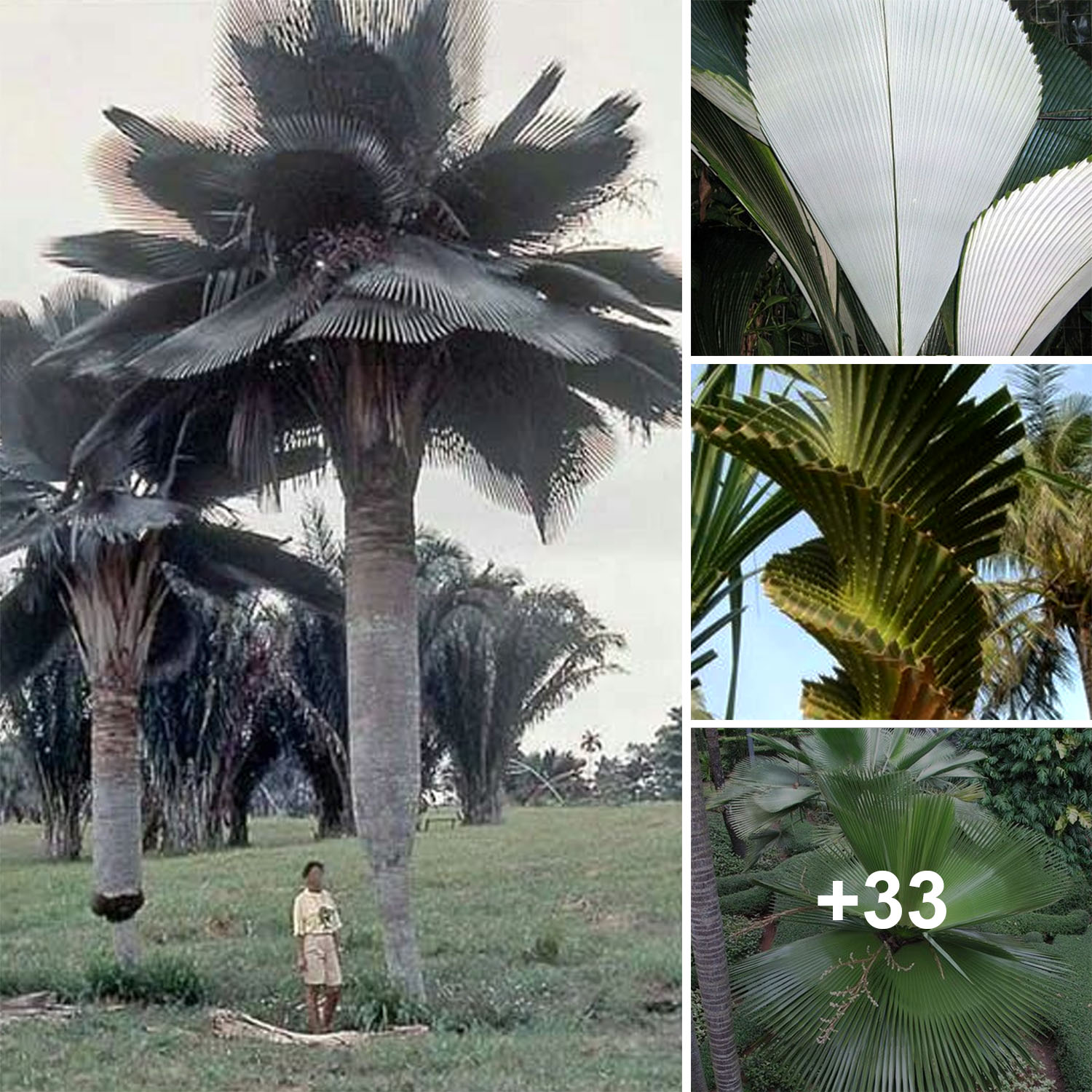 Artistry in Nature: Unveiling the Unique Shapes of Palm Trees 